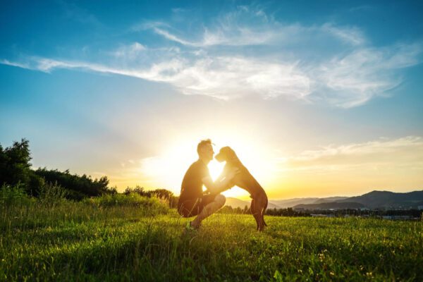 Silhouettes of runner and dog on field under golden sunset sky in evening time. Outdoor running