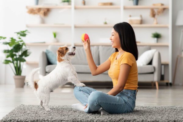 Female owner playing with joyful dog at home, happy young asian woman enjoying ball games with her cute fluffy jack russel terrier puppy