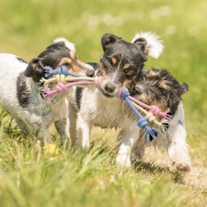 Rope toys for smaller dogs (great for chewing or a light version of tug of war)!