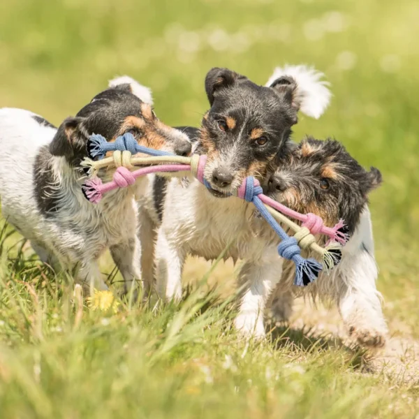 Rope toys for smaller dogs (great for chewing or a light version of tug of war)!