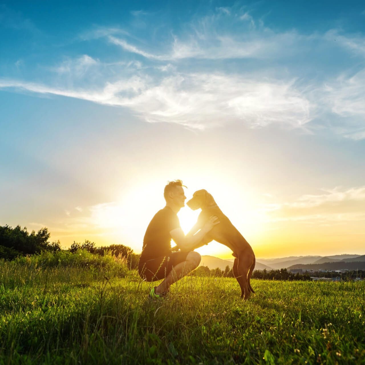 Silhouettes of runner and dog on field under golden sunset sky in evening time. Outdoor running