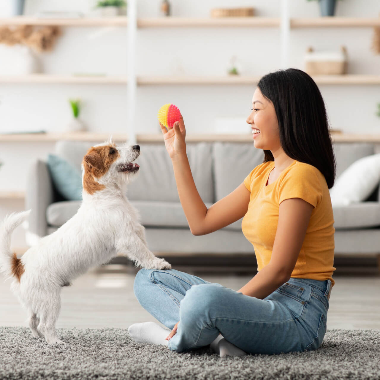 Female owner playing with joyful dog at home, happy young asian woman enjoying ball games with her cute fluffy jack russel terrier puppy