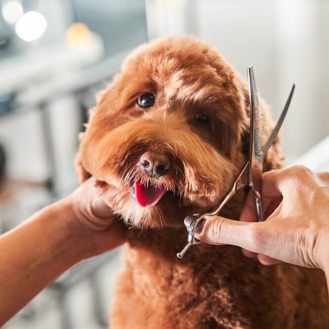 Professional groomer cut fur with scissors and clipper at the little smile dog labradoodle